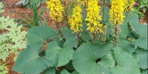 Raketa buzulnik (raketa): fotografija i opis